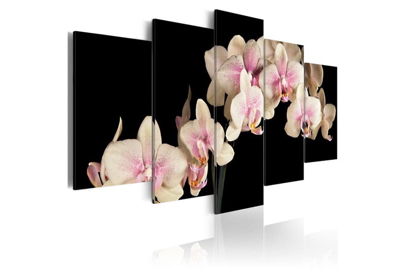 Tavla An Orchid On A Contrasting Background 100x50 - Artgeist sp. z o. o. - Inredning - Tavlor & konst - Canvastavlor