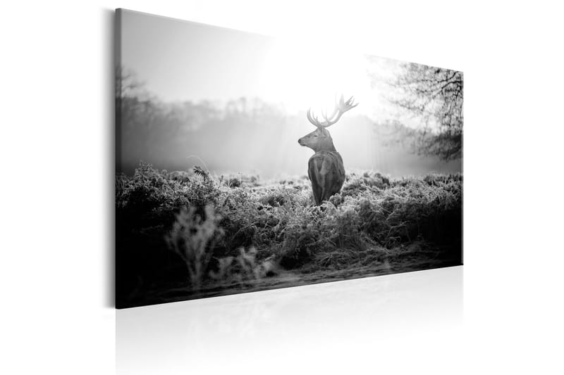 Tavla Black and White Deer 90x60 - Artgeist sp. z o. o. - Inredning - Tavlor & konst - Canvastavlor