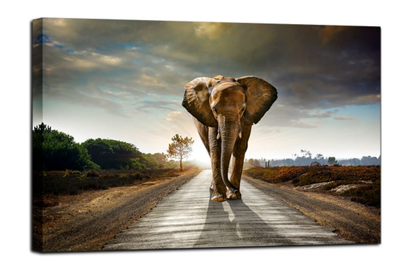 Tavla Canvas Elephant - 75x100 - Canvastavlor