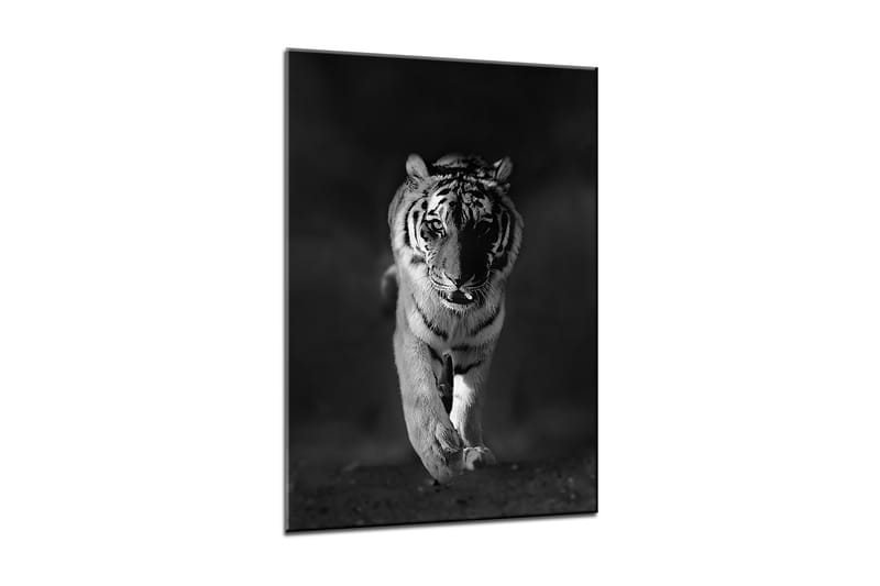 Tavla Canvas Tiger - 50x70 cm - Canvastavlor