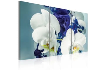 Tavla Chimär Orkidéer 120x80