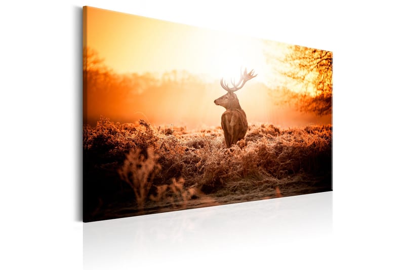 Tavla Deer in the Sun 120x80 - Artgeist sp. z o. o. - Inredning - Tavlor & konst - Canvastavlor