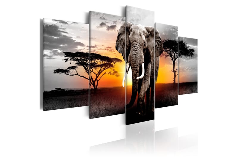 Tavla Elephant At Sunset 100x50 - Artgeist sp. z o. o. - Canvastavlor