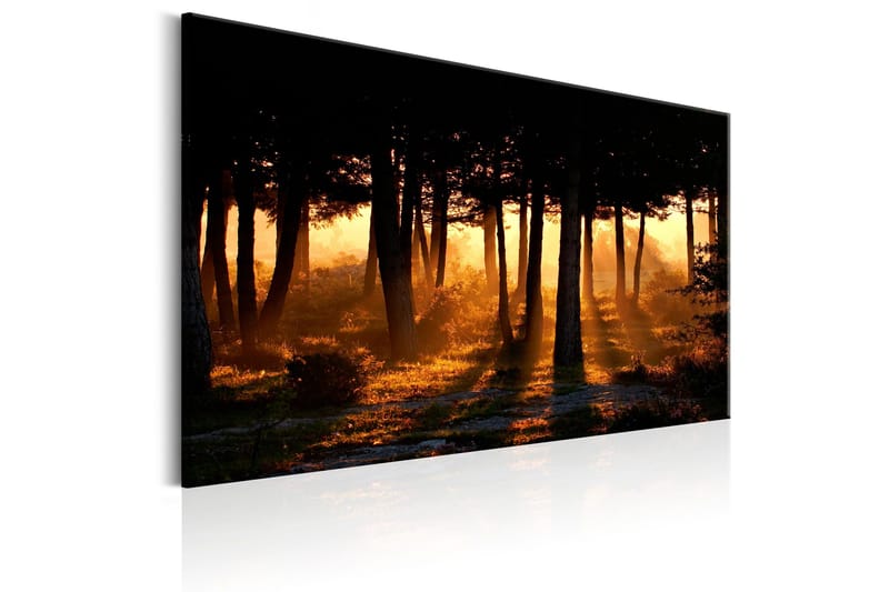 Tavla Forest Dawn 120x80 - Artgeist sp. z o. o. - Inredning - Tavlor & konst - Canvastavlor