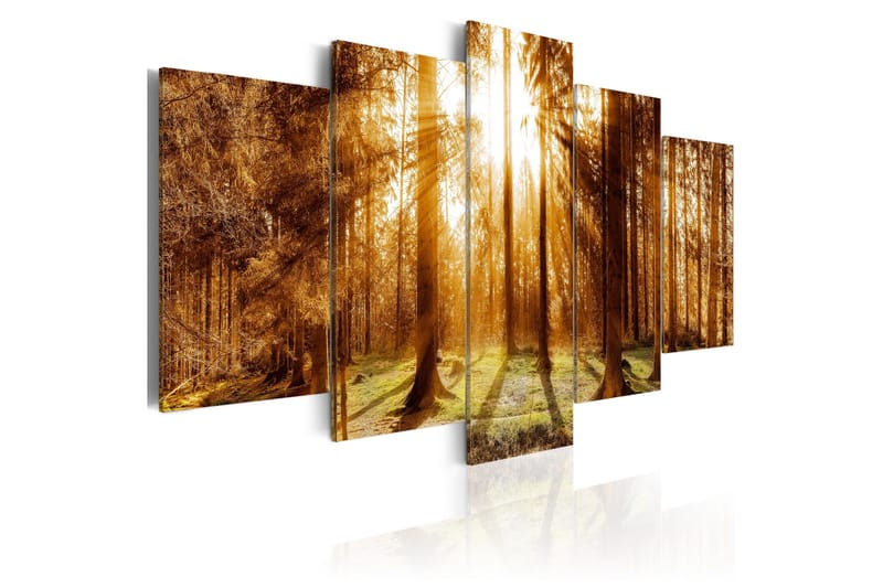 Tavla Forest Illumination 100x50, Artgeist sp. z o. o.