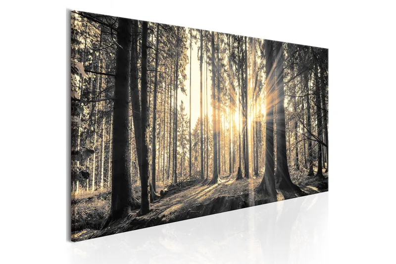 Tavla Forest Sun 150x50, Artgeist sp. z o. o.