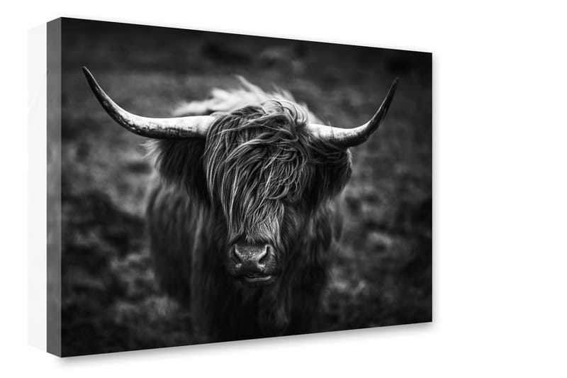 Tavla Highland Horns - 75x100 - Inredning - Tavlor & konst - Canvastavlor