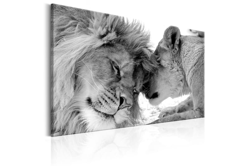 Tavla Lion's Love 60x40 - Artgeist sp. z o. o. - Inredning - Tavlor & konst - Canvastavlor