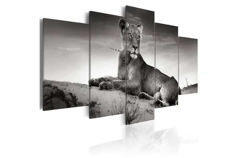 Tavla Lioness In A Desert 200x100, Artgeist sp. z o. o.