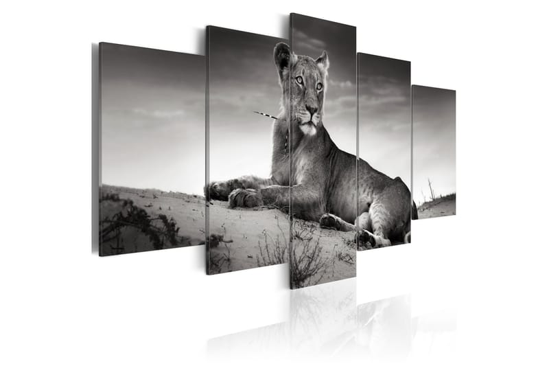 Tavla Lioness In A Desert 200x100 - Artgeist sp. z o. o. - Inredning - Tavlor & konst - Canvastavlor
