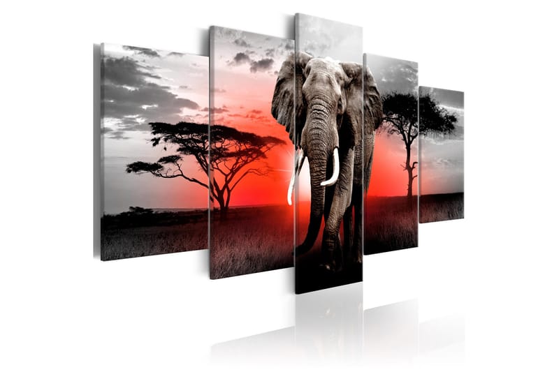 Tavla Lonely Elephant 100x50, Artgeist sp. z o. o.