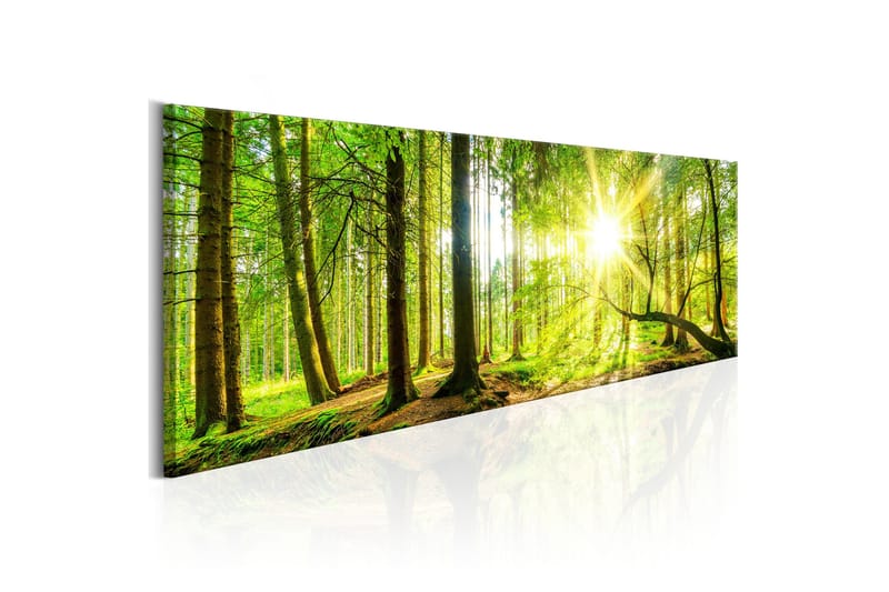 Tavla Majestic Trees 150x50, Artgeist sp. z o. o.