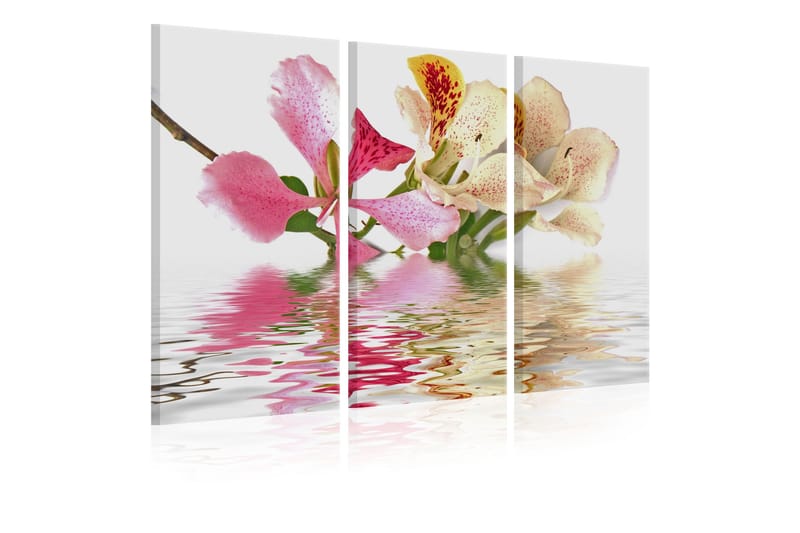 Tavla Orchid With Colorful Spots 60x40, Artgeist sp. z o. o.