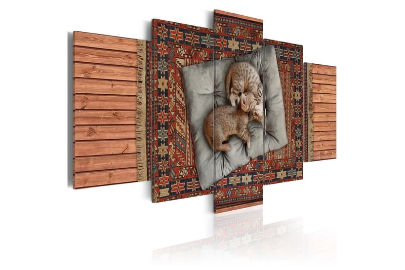 Tavla Soft kitty, warm kitty, little ball of fur... 100x50 - Artgeist sp. z o. o. - Inredning - Tavlor & konst - Canvastavlor