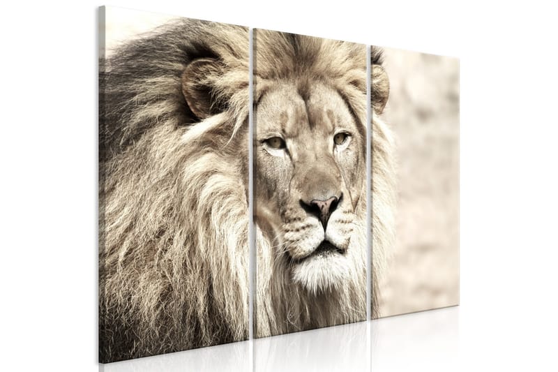 Tavla The King Of Beasts 3 Parts Beige 120x80, Artgeist sp. z o. o.