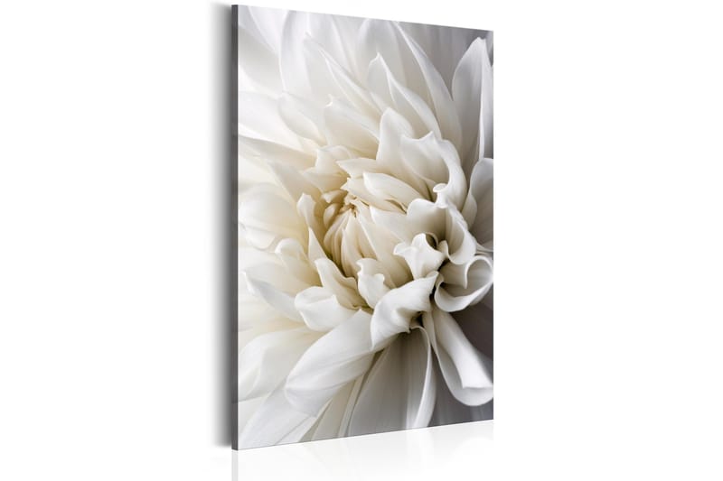 Tavla White Dahlia 80x120 - Artgeist sp. z o. o. - Inredning - Tavlor & konst - Canvastavlor