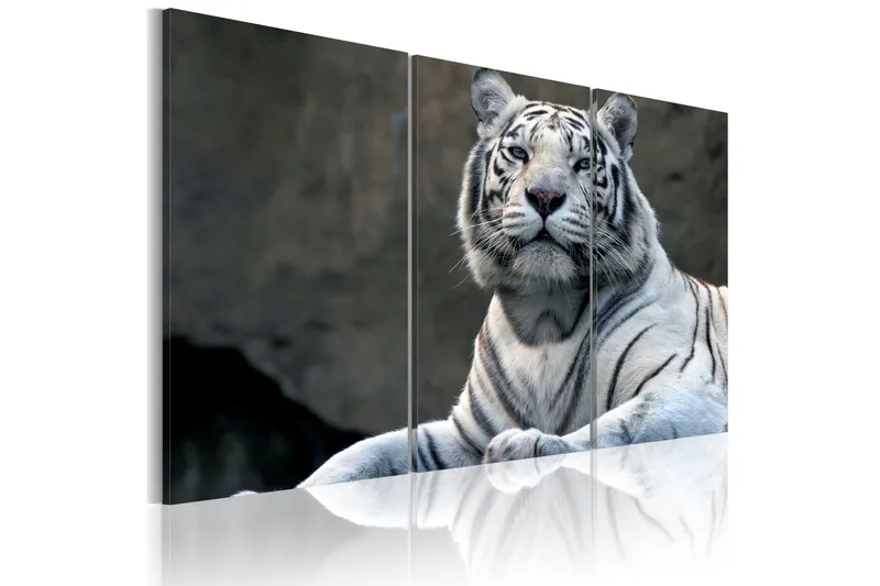 Tavla White Tiger 60x40, Artgeist sp. z o. o.