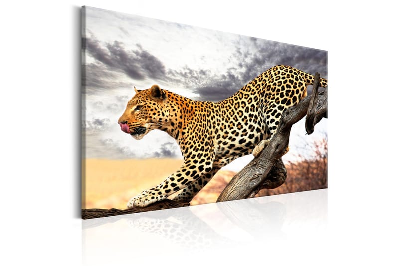 Tavla Predatory Stare 60x40 - Artgeist sp. z o. o. - Inredning - Tavlor & konst - Canvastavlor