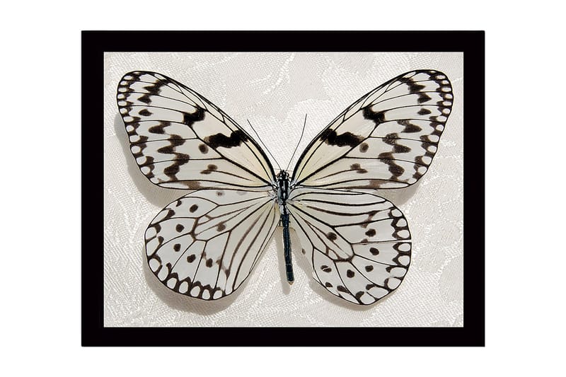 Dekorativ Inramad MDF-målning 41x56 cm, Flerfärgad