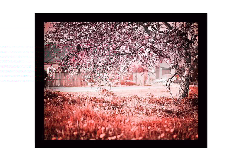 Inramad Canvastavla i trä - 41x56 cm - Blommande körsbärsträd i en drömlik landskapsmiljö - Rosa / Grön / Vit - Inredning - Tavlor & konst