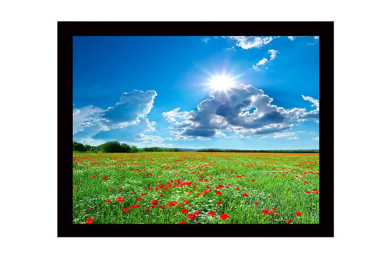 Inramad Canvastavla i trä - 41x56 cm - Blomstrande äng med röda vallmo och vita blommor under en klarblå himmel, Grön / Röd / Vit