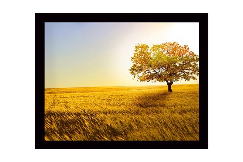 Inramad Canvastavla i trä - 41x56 cm - Ensam höstträd i ett gyllene fält, Guld / Grön / Orange