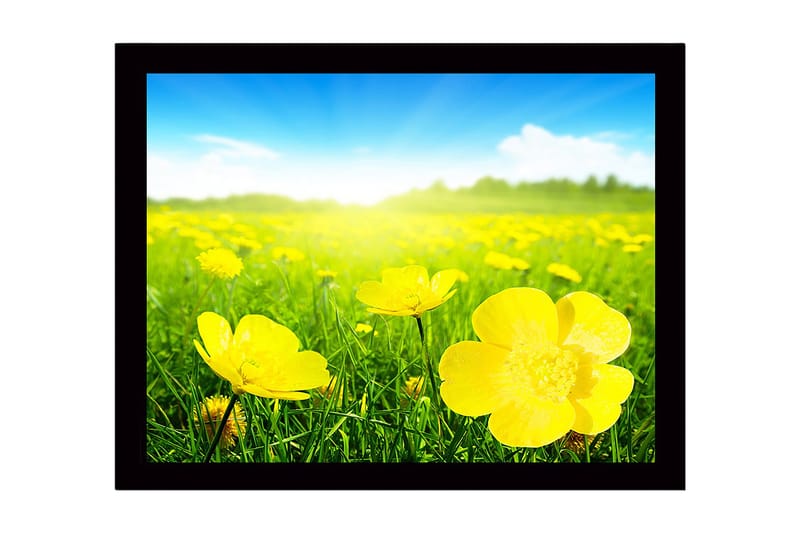 Inramad Canvastavla i trä - 41x56 cm - Fält av gula blommor i soligt landskap - Gul / Grön - Inredning - Tavlor & konst