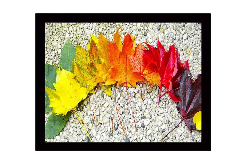 Inramad Canvastavla i trä - 41x56 cm - Färgglad rad av höstlöv i olika nyanser, Gult / Orange / Rött