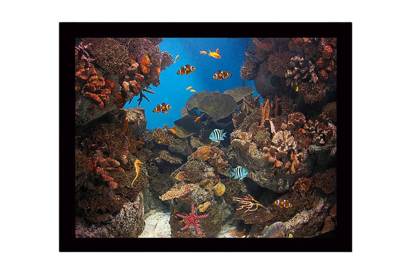 Inramad Canvastavla i trä - 41x56 cm - Färgglad undervattensscen med korallrev och simmande fiskar - Blå / Orange / Grön - Inredning - Tavlor & konst