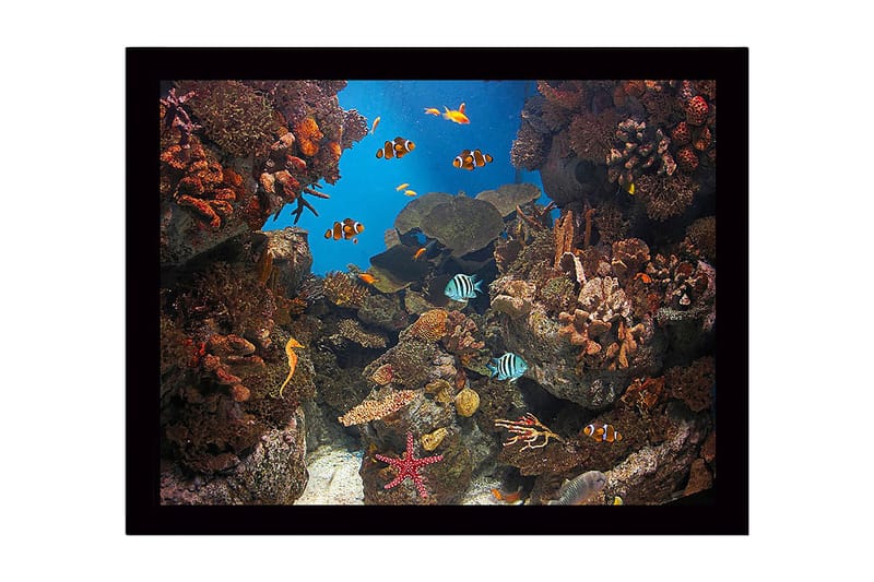 Inramad Canvastavla i trä - 41x56 cm - Färgglad undervattensscen med korallrev och simmande fiskar, Blå / Orange / Grön