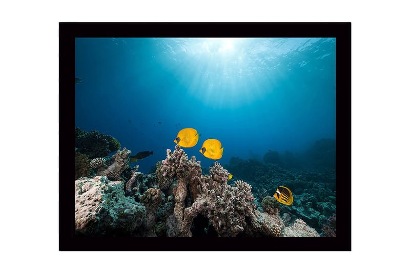 Inramad Canvastavla i trä - 41x56 cm - Färgglada fiskar simmande bland korallrev - Gul / Blå / Grå - Inredning - Tavlor & konst