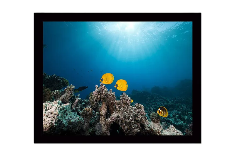 Inramad Canvastavla i trä - 41x56 cm - Färgglada fiskar simmande bland korallrev - Gul / Blå / Grå - Inredning - Tavlor & konst
