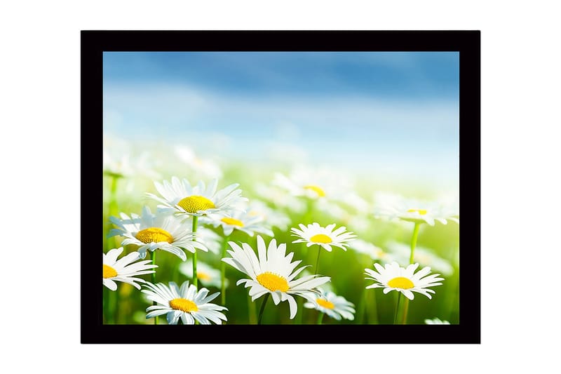 Inramad Canvastavla i trä - 41x56 cm - Färgrik äng med prästkragar i blomning - Vit / Gul / Grön - Inredning - Tavlor & konst