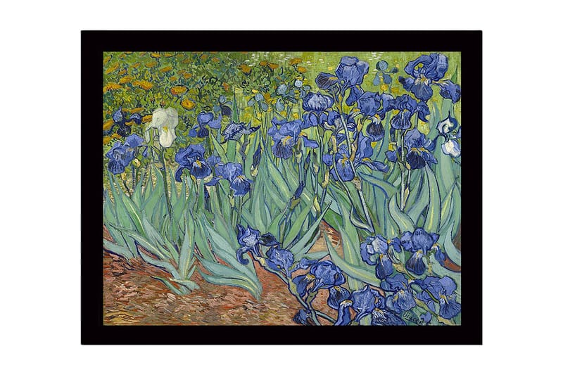 Inramad Canvastavla i trä - 41x56 cm - Färgrik samling av irisblommor, Blå / Grön / Brun