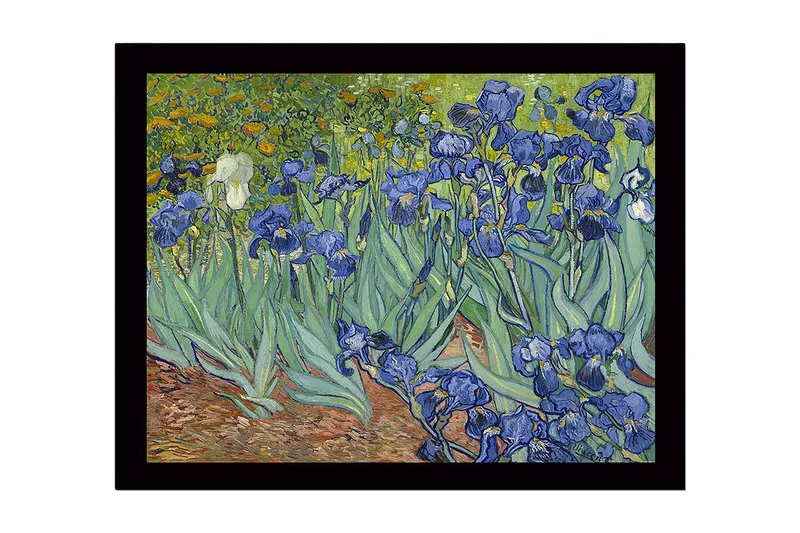 Inramad Canvastavla i trä - 41x56 cm - Färgrik samling av irisblommor, Blå / Grön / Brun