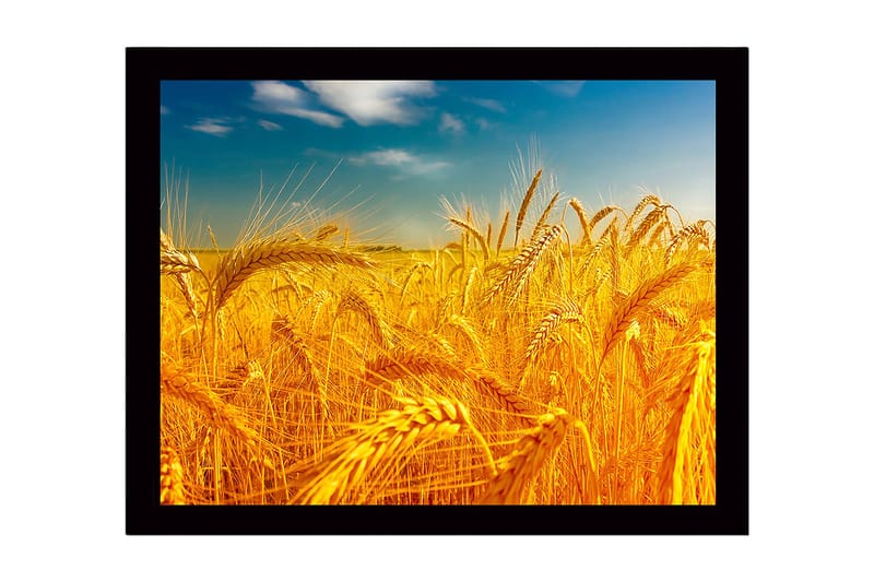 Inramad Canvastavla i trä - 41x56 cm - Gyllene vetefält under en klar himmel, Guld / Blå / Grön