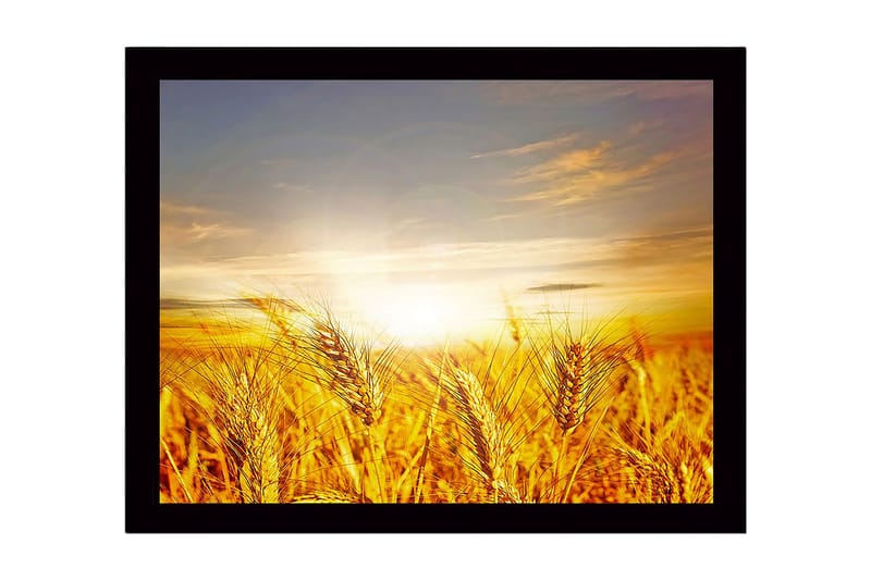 Inramad Canvastavla i trä - 41x56 cm - Gyllene vetefält under en soluppgång, Guld / Orange / Ljusblå