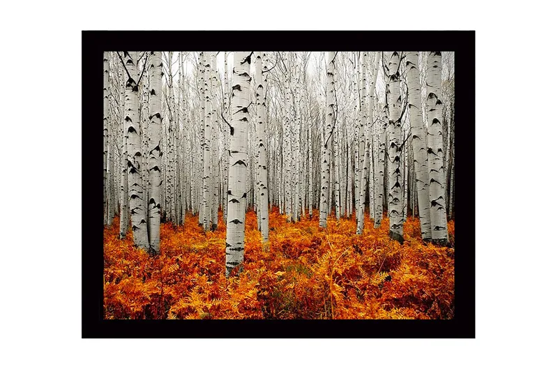 Inramad Canvastavla i trä - 41x56 cm - Höstlig skog med björkar och gyllene ormbunkar, Vit / Orange