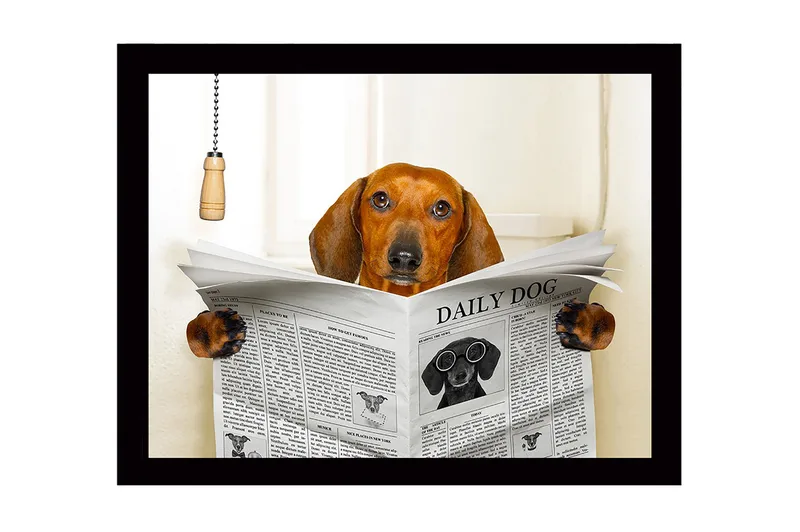 Inramad Canvastavla i trä - 41x56 cm - Hund som läser tidningen DAILY DOG, Brun / Svart / Vit