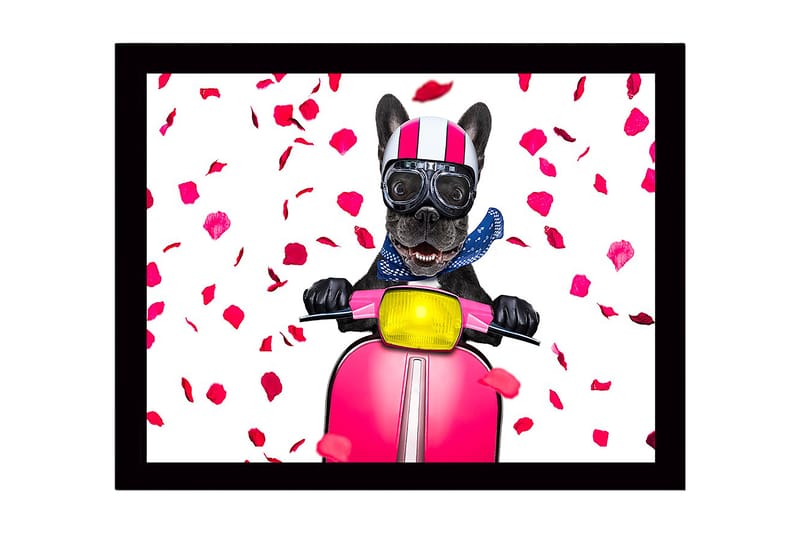 Inramad Canvastavla i trä - 41x56 cm - Hund på scooter med rosett av rosblad - Rosa / Svart / Gul - Inredning - Tavlor & konst
