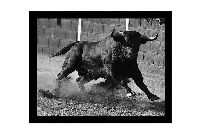 Inramad Canvastavla i trä - 41x56 cm - Kraftfull tjur i rörelse, Svart / Grå