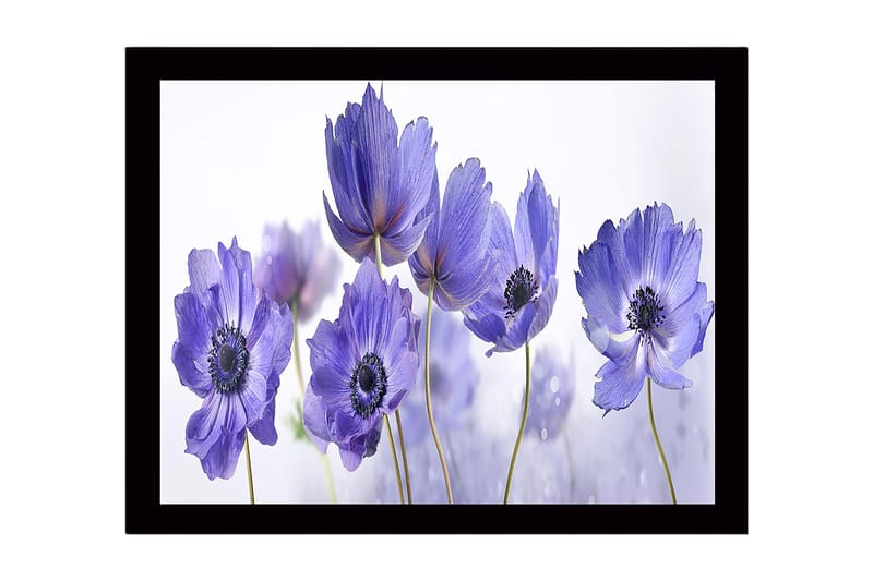 Inramad Canvastavla i trä - 41x56 cm - Lila blommor i en harmonisk komposition - Lila / Svart / Vit - Inredning - Tavlor & konst