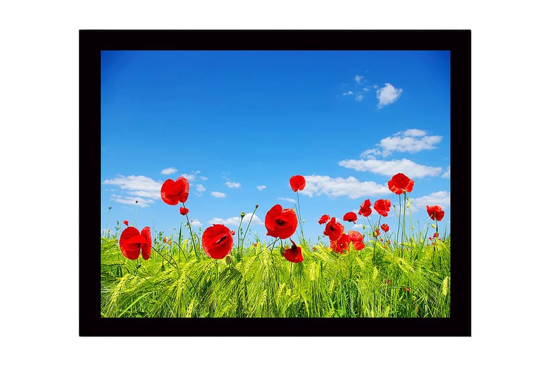 Inramad Canvastavla i trä - 41x56 cm - Röd vallmo i en grön äng under en klarblå himmel - Röd / Grön / Blå - Inredning - Tavlor & konst