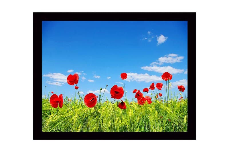 Inramad Canvastavla i trä - 41x56 cm - Röd vallmo i en grön äng under en klarblå himmel - Röd / Grön / Blå - Inredning - Tavlor & konst