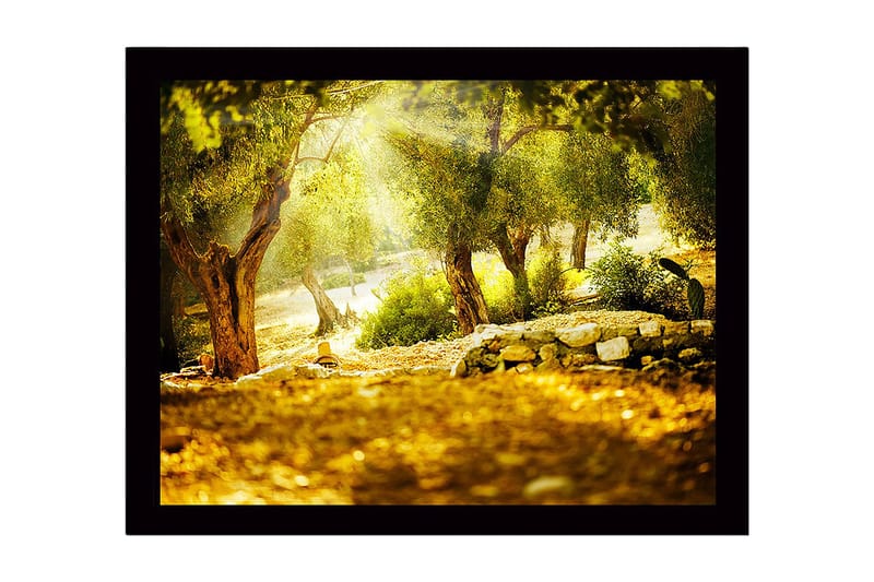 Inramad Canvastavla i trä - 41x56 cm - Solbelyst skog med olivträd, Grön / Guld / Brun