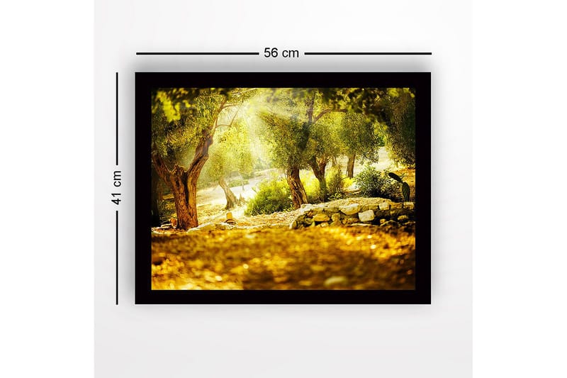 Inramad Canvastavla i trä - 41x56 cm - Solbelyst skog med olivträd - Grön / Guld / Brun - Inredning - Tavlor & konst