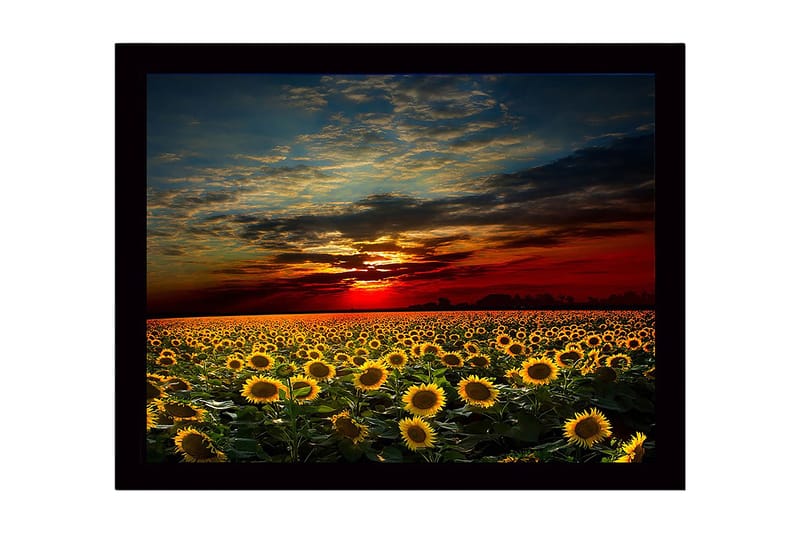 Inramad Canvastavla i trä - 41x56 cm - Solrosfält under en färgsprakande solnedgång - Gult / Orange / Blått - Inredning - Tavlor & konst