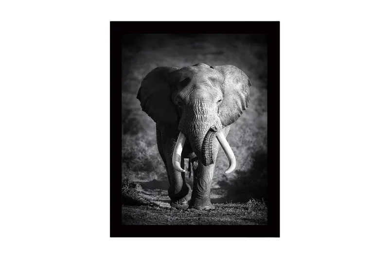 Inramad Canvastavla i trä - 41x56 cm - Storslagen elefant i majestätisk pose, Svart / Grå