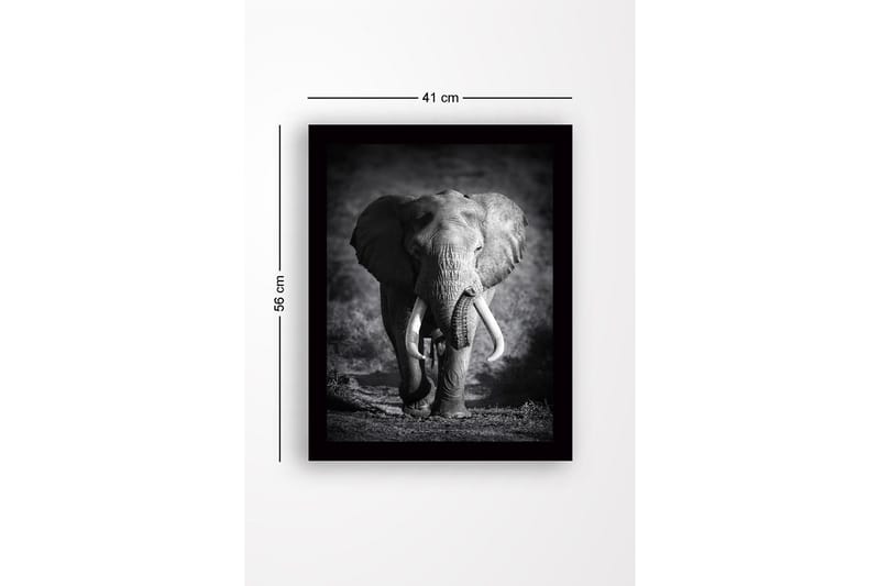 Inramad Canvastavla i trä - 41x56 cm - Storslagen elefant i majestätisk pose - Svart / Grå - Inredning - Tavlor & konst