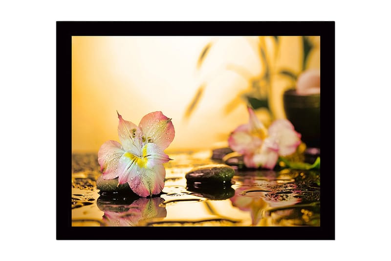 Inramad Canvastavla i trä - 41x56 cm - Vacker blomma med droppar av vatten på stenar - Rosa / Grön / Gul - Inredning - Tavlor & konst
